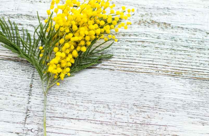 Comment faire une bouture de mimosa ?